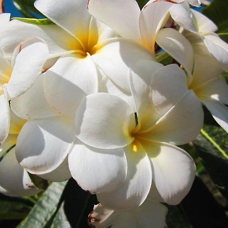 Frangipani Villas Ubud  Ngoại thất bức ảnh