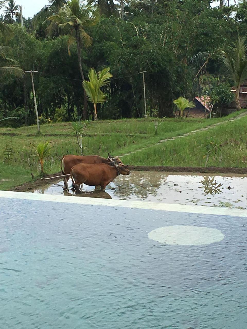 Frangipani Villas Ubud  Ngoại thất bức ảnh